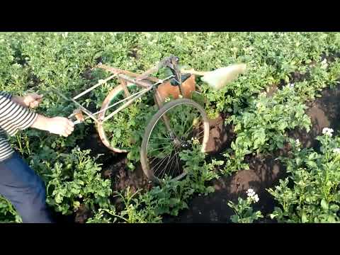 Видео: устройство для сбора колорадского жука