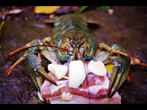 Видео: Ловля раков на сало с чесноком,результат удивил (Дневник рыболова)