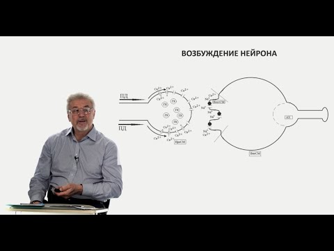 Видео: Евсеев А.В. Нормальная физиология. Лекция №10. Механизмы возбуждения и торможения нейрона. 2023