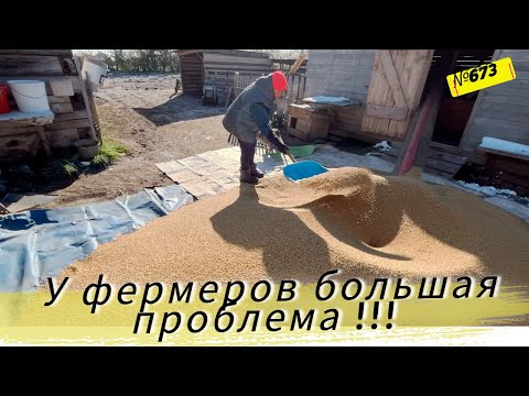 Видео: Почему фермера плачут, когда у них большой урожай пшеницы. Жизнь и будни в Омской деревне.