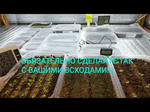 Видео: ВСХОДЫ ПОЯВИЛИСЬ! ЧТО ДЕЛАЕМ ДАЛЬШЕ...