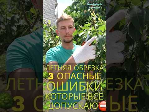 Видео: #летняяобрезкадеревьев #какобрезатьдеревьялетом #обрезкаплодовых #обрезкадеревьев #обрезкаяблонь