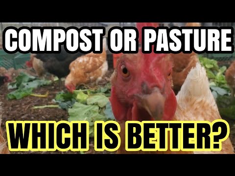 Видео: СЭКОНОМЬТЕ ДЕНЬГИ НА КОРМЕ ДЛЯ КУРИЦ, УКРЕПЛЯЯ ПОЧВУ