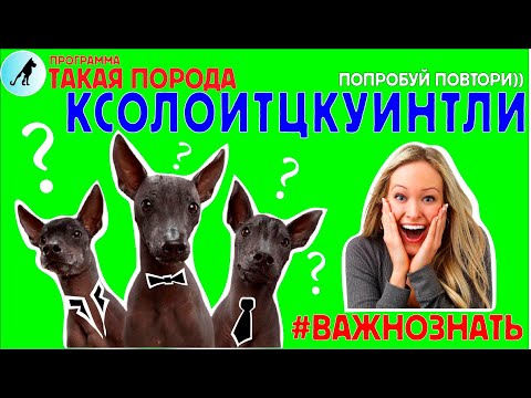 Видео: Такая порода - Ксолоитцкуинтли