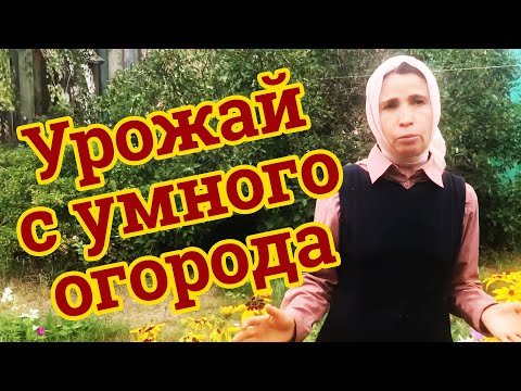 Видео: Умный огород награждает урожаем.
