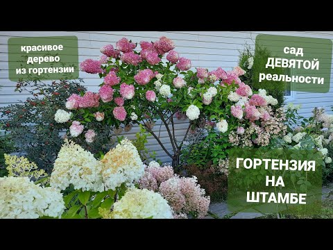 Видео: 🌿Гортензии на штамбе🌿Мой опыт🌿С чего начинать🌿Красивое дерево из взрослой гортензии🌿