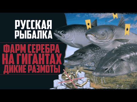 Видео: Новый Путь в РР4 #12 🔴 Трофейная Рыбалка | Гиганты Ломают Снасти | Прокачка Спиннинговой Ловли