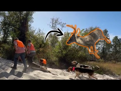 Видео: Олень упал!!!