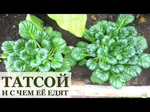 Видео: ТАТСОЙ / Капуста или репа? / Простой рецепт приготовления