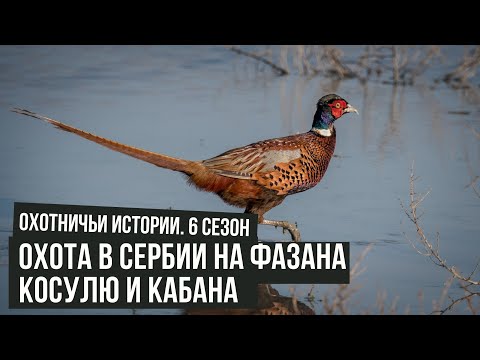 Видео: Охота в Сербии на ФАЗАНА, КОСУЛЮ и КАБАНА\ Охотничьи истории \ #4