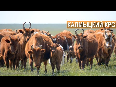 Видео: КРС Калмыцкой породы. Племенной завод Кировский