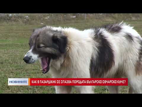 Видео: Как в Пазарджик се опазва породата Българско овчарско куче?