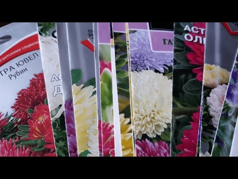 Видео: Астра! При таком посеве взойдут даже старые семена! Дружные  всходы на третий день!