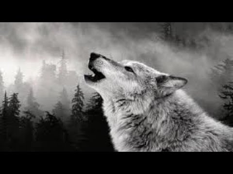 Видео: Қарам хикая адамның етіне жерік болған қасқыр.   Оқыған Жанарбек Аскерұлы авторы Нұрғайып Хавсамет