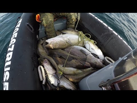 Видео: Удачная рыбалка в Баренцевом море / Successful fishing in the Barents sea