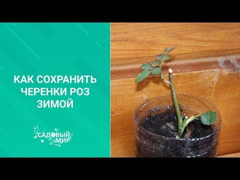 Видео: Как сохранить черенки роз зимой