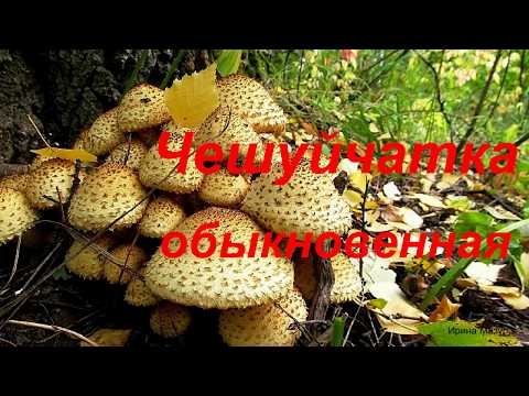 Видео: Чешуйчатка обыкновенная. Все подробно о грибе. scaly