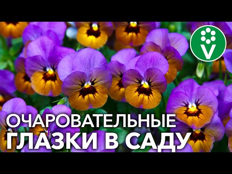 Видео: Как вырастить АНЮТИНЫ ГЛАЗКИ ИЗ СЕМЯН? Секреты посева виолы от биолога