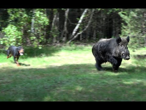 Видео: Състезание за ловни кучета в гатер за купите на ЛРС БАТАК 2019