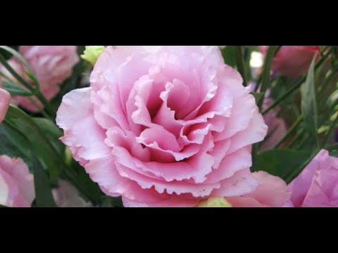 Видео: 100% успех в выращивании Эустомы.Рассаде ровно 1 месяц.