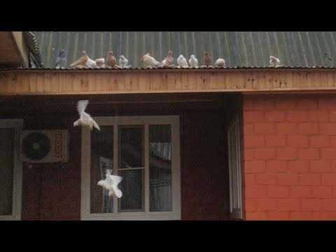 Видео: Всегда риск для здоровья голубей завоз чужых голубей в голубятню.