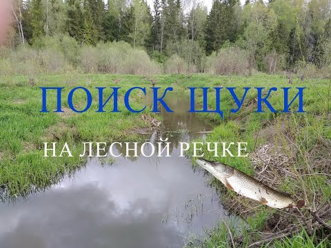 Видео: Поиск щуки на лесной микроречке
