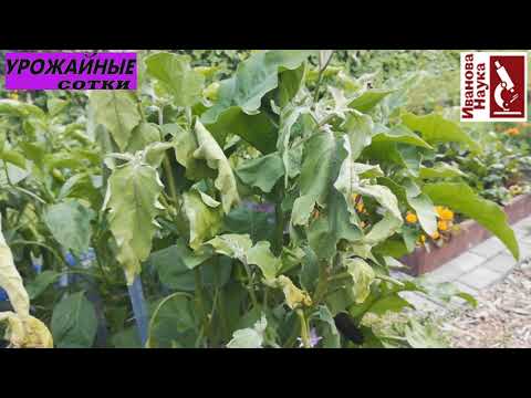 Видео: Увядания баклажана - какие бывают и что делать?