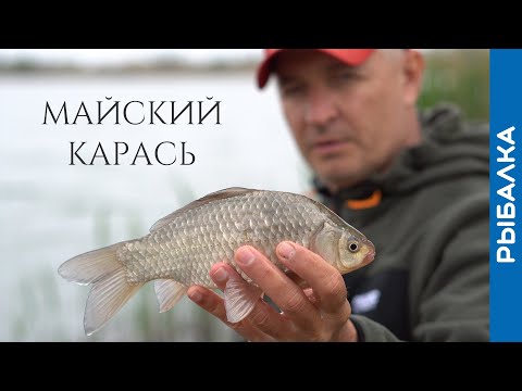 Видео: Активный весенний карась на фидер!