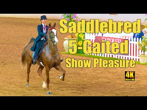 Видео: Американская верховая, 5-аллюрная, шоу-удовольствие (младший всадник)