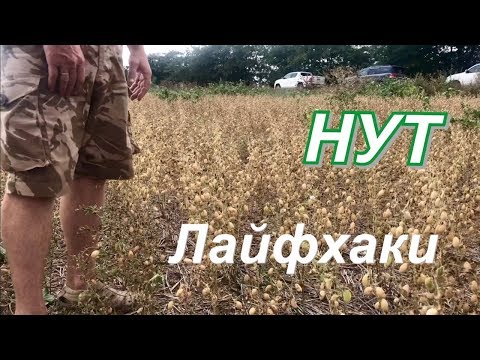 Видео: Лайфхаки на нуте.