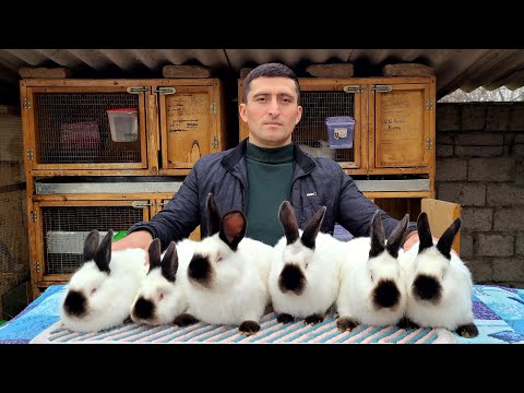 Видео: KALIFORNIYA zotini mutaxasisi SAGAMON okani fermalariga sayoxat. #kaliforniya #калифорния   #кролик