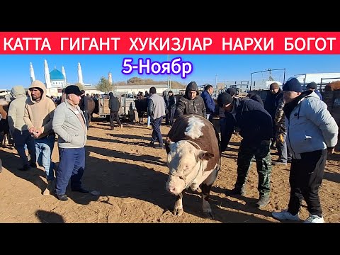Видео: ГИГАНТ БУКА НАРХИ ХОРАЗМ БОГОТ МОЛ БОЗОРИ 5 НОЯБР 2025-ЙИЛ 