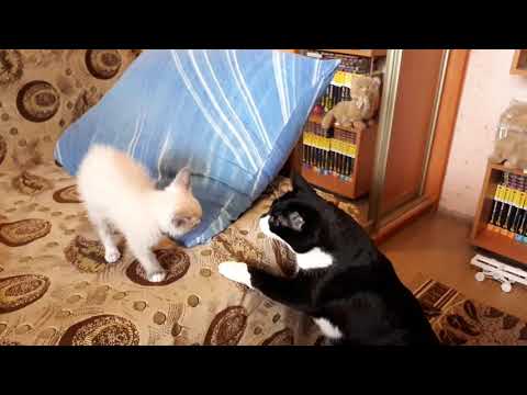 Видео: Принесли кота домой...