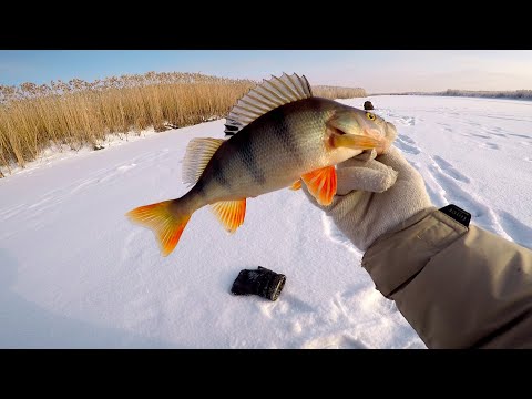 Видео: Ловля ОКУНЯ на блесну СС. Поиск новых точек. Рыбалка на озере.