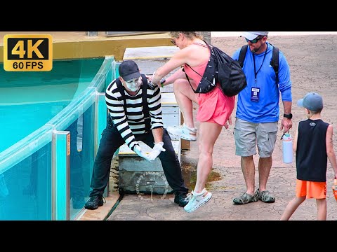 Видео: Том, мим, покоривший публику в SeaWorld Orlando 😎😂🤣 #tomthemime #seaworldmime