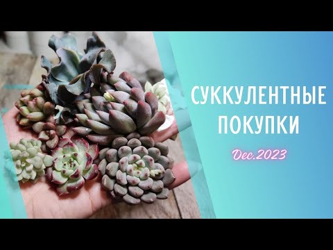 Видео: Распаковка корейских суккулентов 🌱 Декабрь 2023