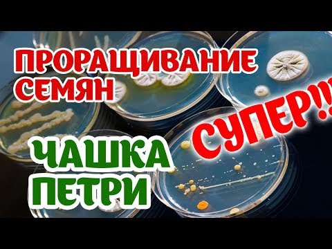 Видео: Рассада растет, как на дрожжах!!! Проращивание на основе чашки петри