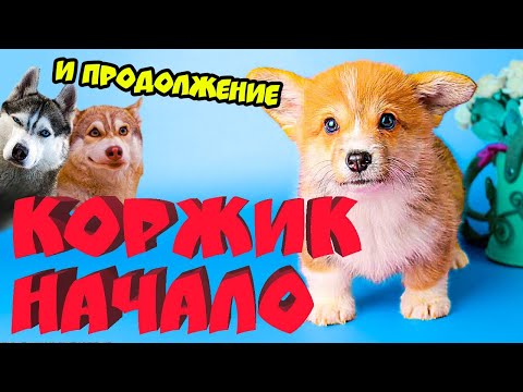 Видео: Все серии подряд КОРГИ КОРЖИК НАЧАЛО и ПРОДОЛЖЕНИЕ! (Корги Коржик) Говорящая собака