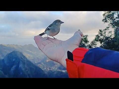 Видео: МАДЕЙРА. Легко и волшебно. Живописная прогулка  по леваде Vereda dos Balcoes.