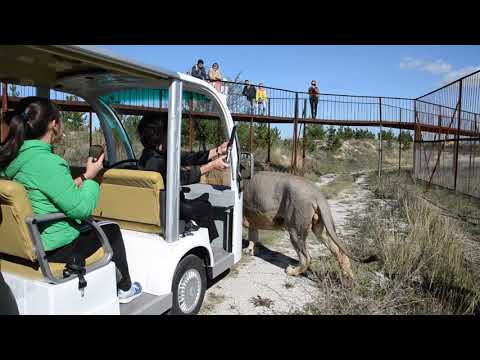 Видео: АВТОБУС  ЗАМЕР -подошли львы - братья Чук и Гек !