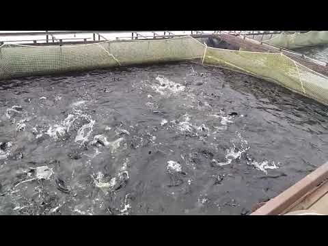Видео: Так выглядит форель в садке при плотности посадки 115 кг/м2