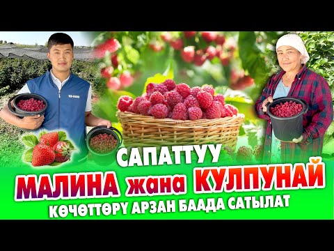 Видео: Ѳтѳ түшүмдүү МАЛИНА кѳчѳттѳрү САТЫККА чыкты ~ КУЛПУНАЙ кѳчѳтѳрү да бар ~ БИЗНЕС башта