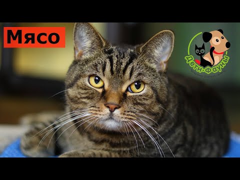 Видео: Можно ли давать сырое мясо кошке или собаке?