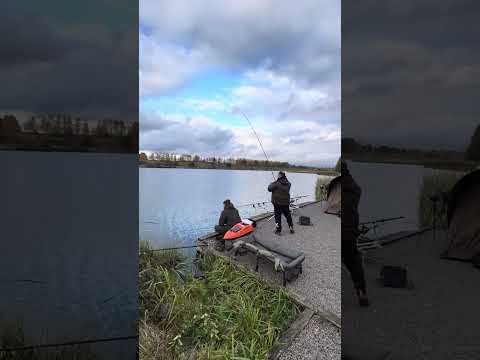 Видео: Вываживаем  карпа , осенью на соревнованиях !