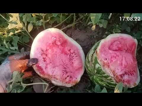 Видео: Арбуз АУ Продюсер. От завязи до урожая #2 сезон 2022