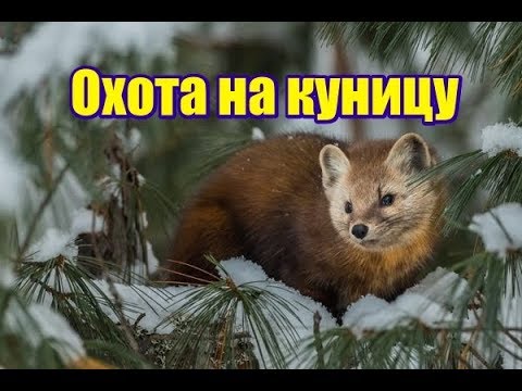 Видео: Охота на куницу