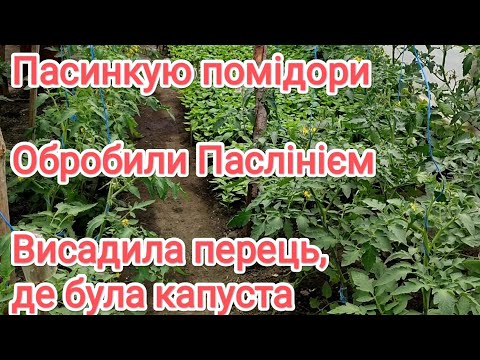 Видео: Пасинкую помідори, обробили Паслінієм, висадила перець... кінець квітня.