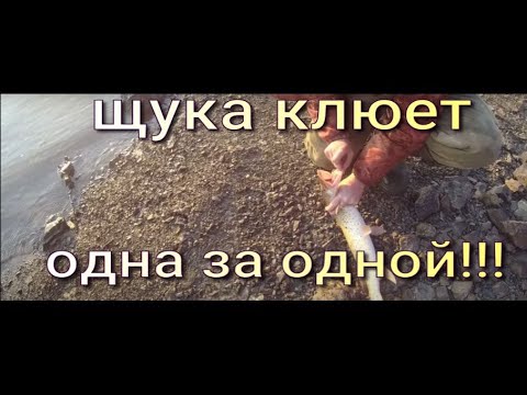 Видео: Рыбалка на РЕЗИНКУ!!!   Щука клюет одна за одной. Рыбалка на щуку. Рыбалка на Амуре.