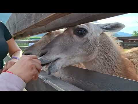 Видео: Контактный зоопарк Лохматая ферма