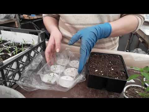 Видео: 100% результат. Супер споб посева пеларгонии из семян